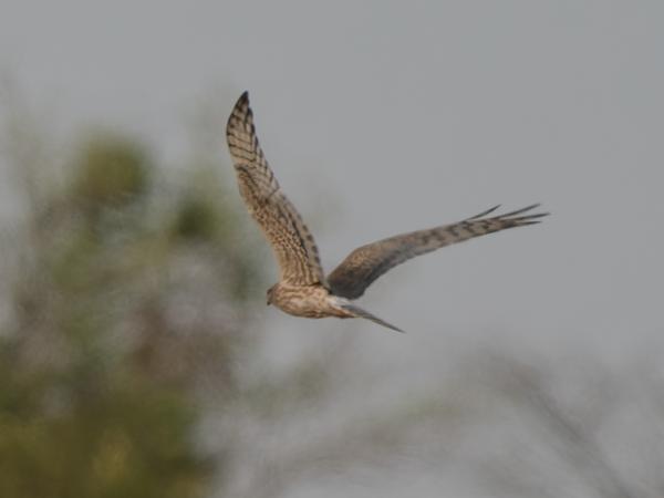 <h3><a href="/trips/gambia/biota/animalia/chordata/aves/017 accipitriformes/004 accipitridae/circus macrourus/circus macrourus-nl.html">Circus&nbsp;macrourus</a> / Pallid&nbsp;harrier / Steppekiekendief</h3>OM-1 Mark II met OLYMPUS M.150-400mm F4.5 TC, 1/2000 sec  bij F5.6, ISO 500, afstand 111&nbsp;m